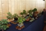 SBA-National Bonsai Exhibition 2014 (13).jpg